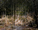 © Margaret Smith  <em>Bullrus Remnants</em>