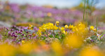 © Margaret Smith  <em>Bursting out all over</em>