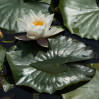© Margaret Smith  <em>Heart and Flower</em>