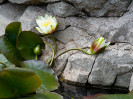 © Margaret Smith  <em>On the Rocks</em>