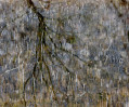 © Margaret Smith  <em>Water Horsetail New Growth</em>