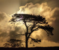 © Tim Fearon  <em>Moonlit</em>