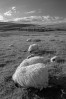 © Tim Fearon  <em>Ribblehead view</em>