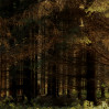 © Yvonne Fairclough  <em>Evening Light</em>