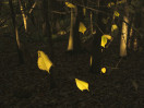 © Harry Pinkerton  <em>Disembodied leaves</em>