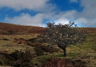 © Paul Higgins  <em>tree</em>