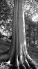 © Gill Pinkerton  <em>Black and white - tree</em>