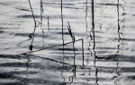 © Margaret Smith  <em>Reeds</em>