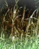 © Paul Higgins  <em>Grasses</em>