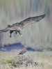© Chris Chandler  <em>White Tailed Sea Eagle v Red Grouse</em>