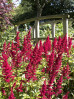 © Gill Pinkerton  <em>Astilbe - Etna</em>