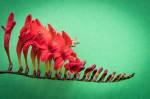 © Peter Robinson  <em>Fiery Stars; Crocosmia Lucifer</em>