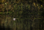 © Brian Blinkhorn  <em>Water lily on The Great Ouse</em>