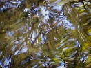 © Margaret Smith  <em>On Reflection</em>