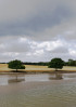 © Paul Higgins  <em>Trees on the Blyth</em>