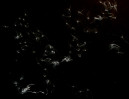 © Yvonne Fairclough  <em>Like a starry starry night</em>
