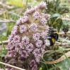 © Sue Haddrill  <em>Butterber Pollinator</em>