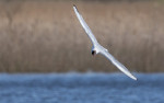 © Brian Blinkhorn  <em>Black Headed Gull</em>