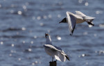 © Brian Blinkhorn  <em>Black Headed Gulls</em>