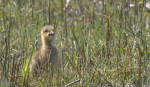 © Brian Blinkhorn  <em>Greylag Gosling</em>
