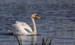 © Brian Blinkhorn  <em>Mute Swan</em>