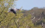 © Brian Blinkhorn  <em>Greylag Goose</em>
