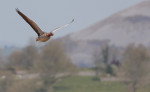 © Brian Blinkhorn  <em>Greylag With Neck Ring (SHJ)</em>