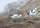 © David Crutchley  <em>Avocets with nest</em>