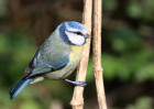 © David Crutchley  <em>Blue Tit</em>