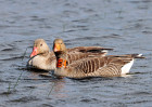 © David Crutchley  <em>Greylags with collar</em>