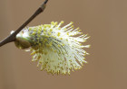© David Crutchley  <em>Willow flower</em>