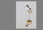 © David Crutchley  <em>Balanced Avocet</em>