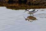 © Paul Higgins  <em>Avocet</em>
