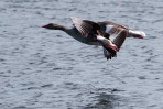 © Paul Higgins  <em>Two Geese</em>