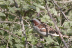 © Paul Higgins  <em>Sparrow</em>