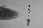 © Paul Higgins  <em>Leggy</em>