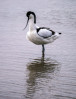 © Sue Haddrill  <em>Avocet</em>