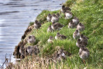 © Sue Haddrill  <em>Birds of a Feather</em>