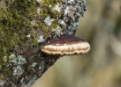 © Sue Haddrill  <em>Bracket Fugus</em>