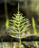 © Sue Haddrill  <em>Horsetail</em>