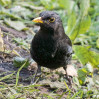© Sue Haddrill  <em>Listening</em>
