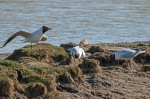 © Tim Fearon  <em>I call this meeting to order...</em>