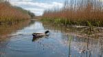 © Tim Fearon  <em>Mallard 2</em>
