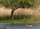© Tim Fearon  <em>Sailing by</em>
