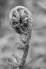 © Ian Hughes  <em>Grass Wood 1</em>