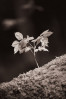 © Ian Hughes  <em>Grass Wood 2</em>