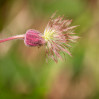 © Ian Hughes  <em>Grass Wood 3</em>