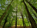 © Ian Hughes  <em>Grass Wood 5</em>