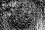 © Paul Higgins  <em>Bark</em>