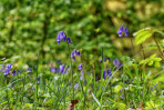 © Paul Higgins  <em>Bluebells</em>